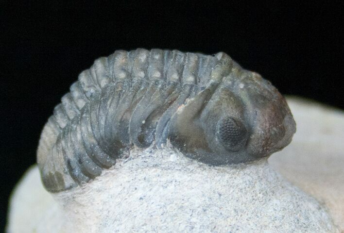 Cute Phacops Trilobite - Foum Zguid, Morocco #12935